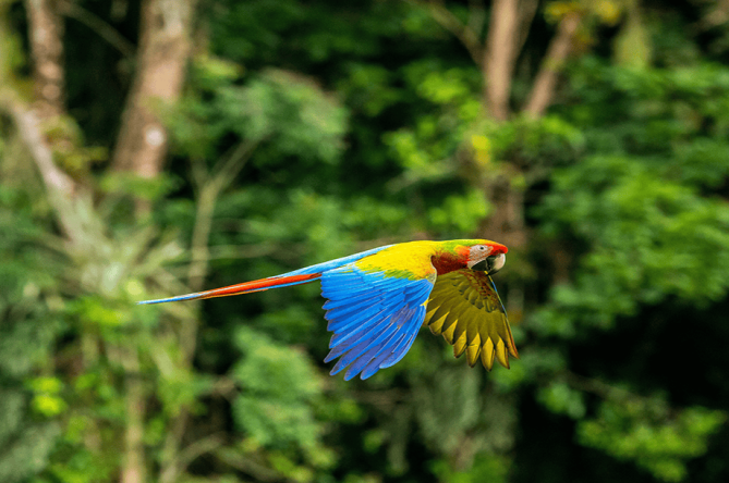 Scarlet macaw flying through a tropical rainforest in Costa Rica